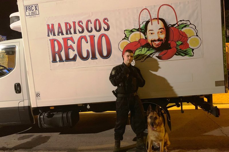 Dos perros de película que causan admiración  Dos perros de película que causan admiración