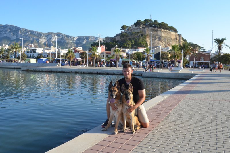 Dos perros de película que causan admiración  Dos perros de película que causan admiración