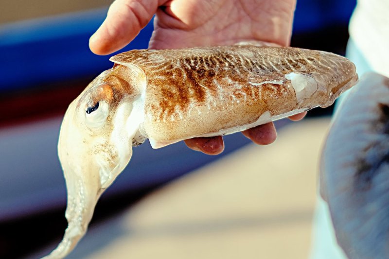 Vuelve la Cuina de Territori a Els Magazinos Vuelve la Cuina de Territori a Els Magazinos