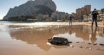 Una tortuga regresa al mar en la playa de La Fossa de Calp Una tortuga regresa al mar en la playa de La Fossa de Calp