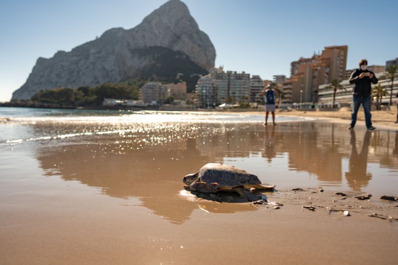 Una tortuga regresa al mar en la playa de La Fossa de Calp Una tortuga regresa al mar en la playa de La Fossa de Calp