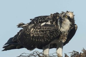 Pescadoras que llegan en invierno