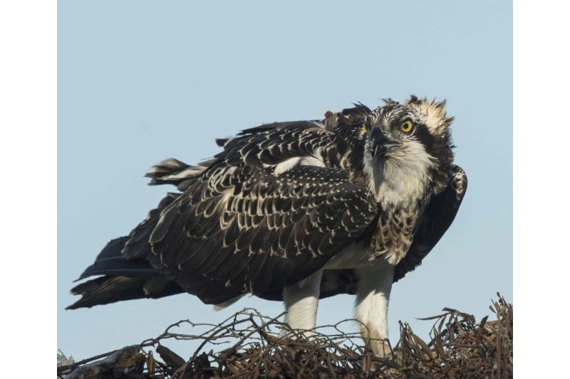Pescadoras que llegan en invierno Pescadoras que llegan en invierno