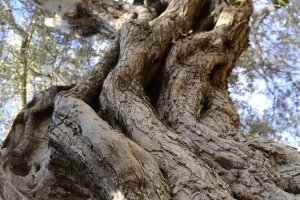 Turismo propone dos rutas para esta Semana Santa en Xàbia