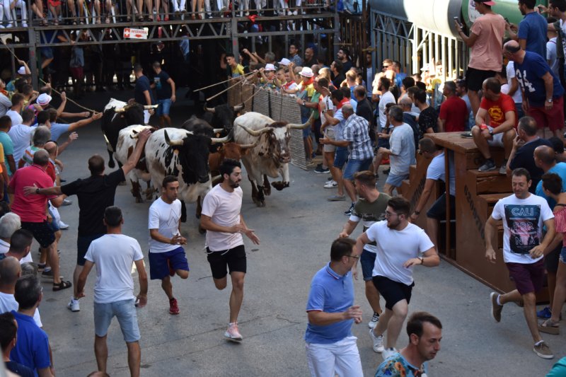 Quatre entrades i quatre bous serrils en el dia dedicat als bous al carrer de les Festes de Juliol de Pedreguer Quatre entrades i quatre bous serrils en el dia dedicat als bous al carrer de les Festes de Juliol de Pedreguer