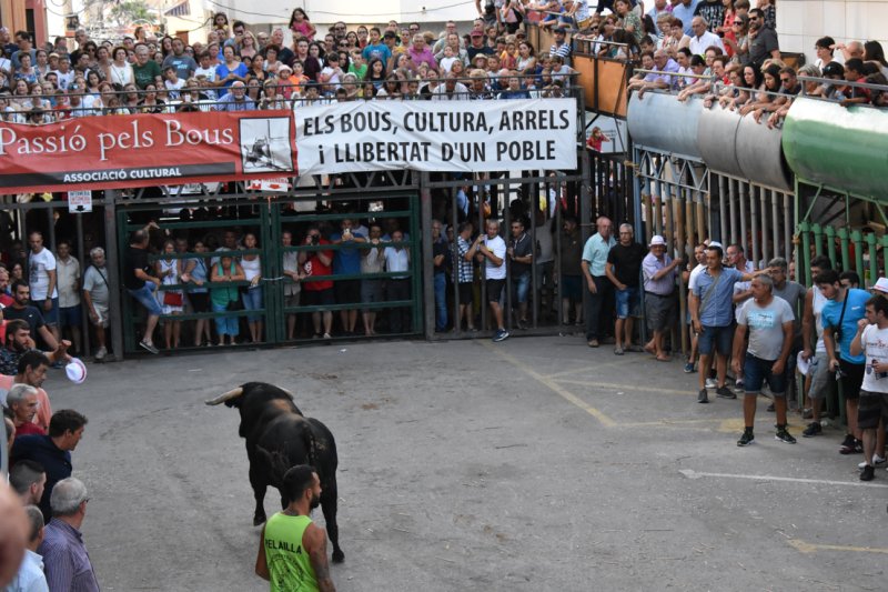 Una gran tarde de bous serrils en Pedreguer clausura la fiesta de la Pasión Una gran tarde de bous serrils en Pedreguer clausura la fiesta de la Pasión