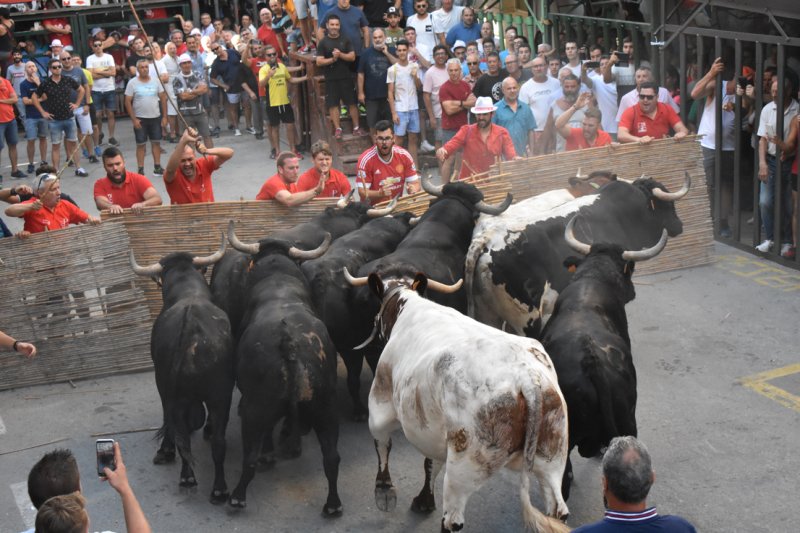 Una gran tarde de bous serrils en Pedreguer clausura la fiesta de la Pasión Una gran tarde de bous serrils en Pedreguer clausura la fiesta de la Pasión