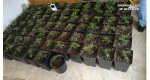 La Guardia Civil desmantela dos puntos de venta de marihuana en Pego y se incauta de 17 kg La Guardia Civil desmantela dos puntos de venta de marihuana en Pego y se incauta de 17 kg