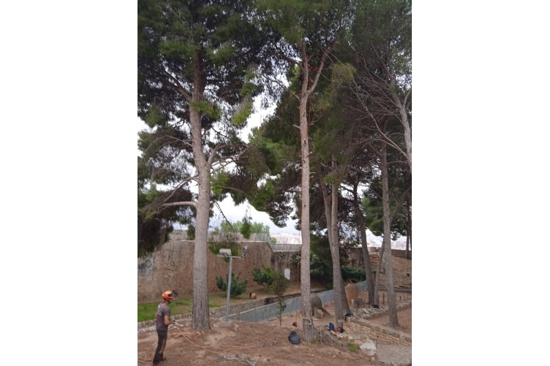 El castillo de Dénia cierra sus puertas de lunes a viernes por la tala de pinos  El castillo de Dénia cierra sus puertas de lunes a viernes por la tala de pinos