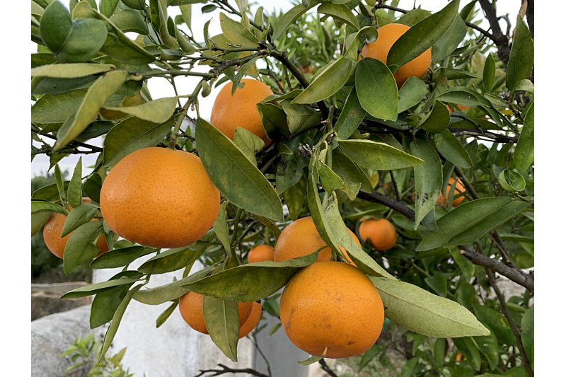 Un vecino de Parcent acaba en el hospital tras un robo con violencia en un huerto de naranjas Un vecino de Parcent acaba en el hospital tras un robo con violencia en un huerto de naranjas