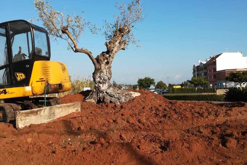 Parques y jardines sustituye la fuente de la rotonda de la entrada norte de Ondara por un jardín con olivo Parques y jardines sustituye la fuente de la rotonda de la entrada norte de Ondara por un jardín con olivo