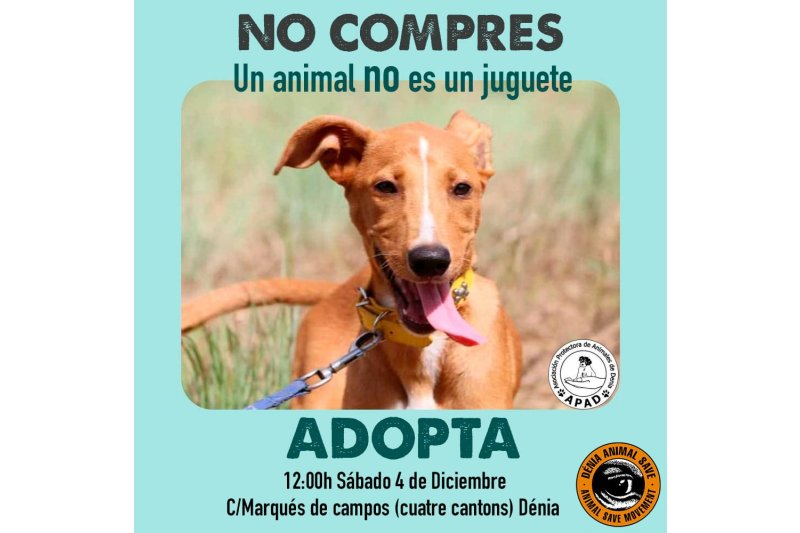 La asociación Denia Animal Save explica las razones para adoptar antes que comprar animales domésticos La asociación Denia Animal Save explica las razones para adoptar antes que comprar animales domésticos