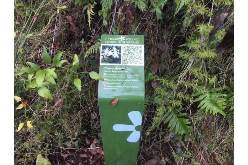 Un nuevo itinerario botánico identifica 32 ‘tesoros’ naturales a  en Benirrama Un nuevo itinerario botánico identifica 32 ‘tesoros’ naturales a  en Benirrama