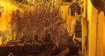 La Guardia Civil localiza una plantación indoor de marihuana de 500 metros cuadrados dentro de un chalet de Xàbia  La Guardia Civil localiza una plantación indoor de marihuana de 500 metros cuadrados dentro de un chalet de Xàbia