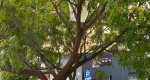 Alarma en la calle Colón: una sombrilla peligrosa atrapada en un árbol  Alarma en la calle Colón: una sombrilla peligrosa atrapada en un árbol