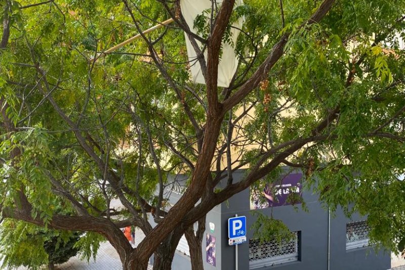 Alarma en la calle Colón: una sombrilla peligrosa atrapada en un árbol  Alarma en la calle Colón: una sombrilla peligrosa atrapada en un árbol