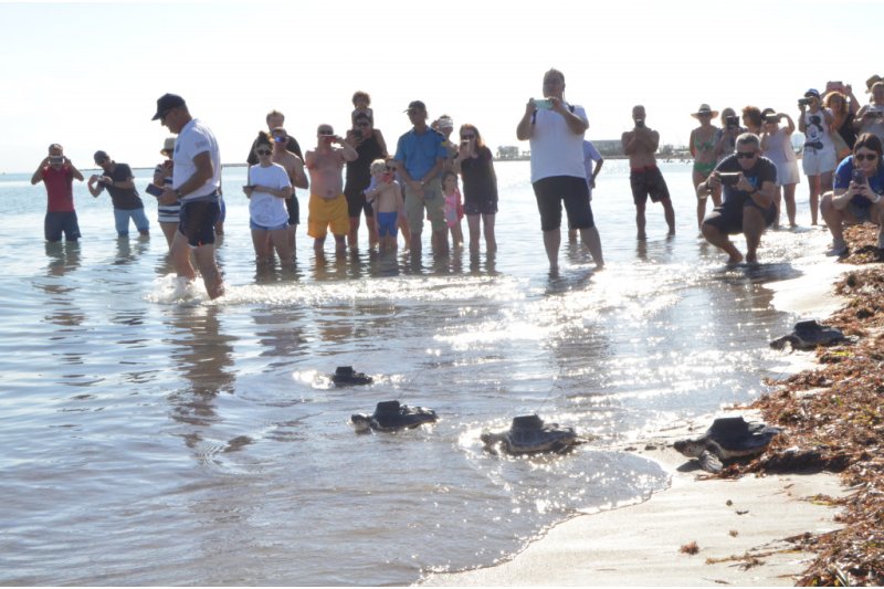 Nueva suelta de tortugas en Dénia Nueva suelta de tortugas en Dénia