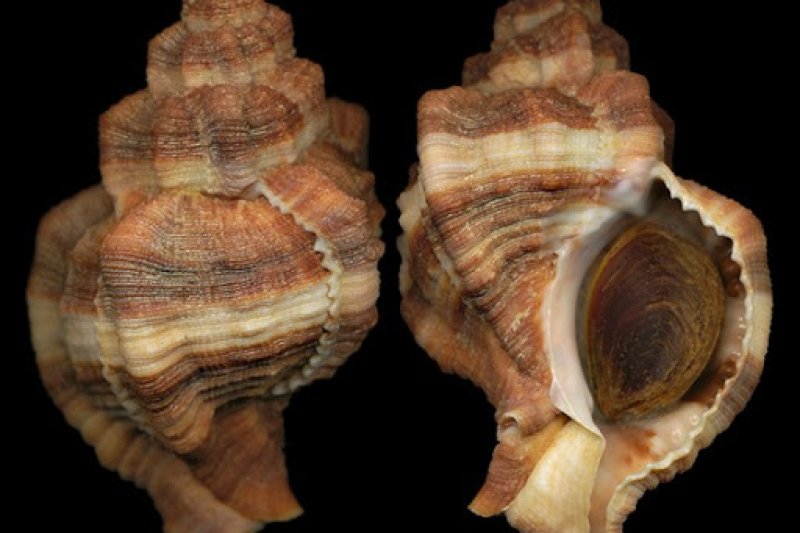 Nace una asociación medioambiental liderada por el ex concejal Josep Crespo Nace una asociación medioambiental liderada por el ex concejal Josep Crespo