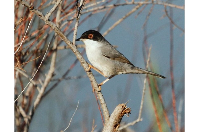 El bancal de Masca/ JOSEP V. MASCARELL: De la busquereta i el fill El bancal de Masca/ JOSEP V. MASCARELL: De la busquereta i el fill