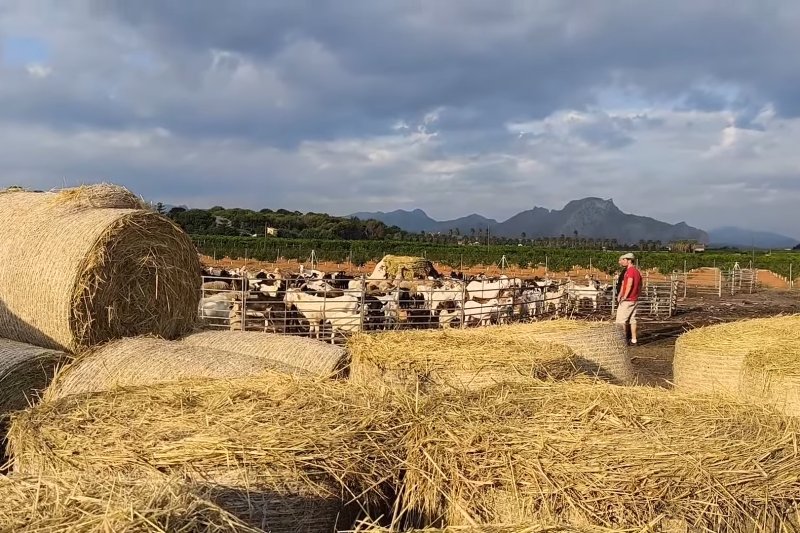 La paja de la Marjal Pego-Oliva ya no se pierde La paja de la Marjal Pego-Oliva ya no se pierde