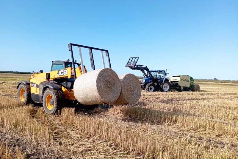 La paja de la Marjal Pego-Oliva ya no se pierde La paja de la Marjal Pego-Oliva ya no se pierde