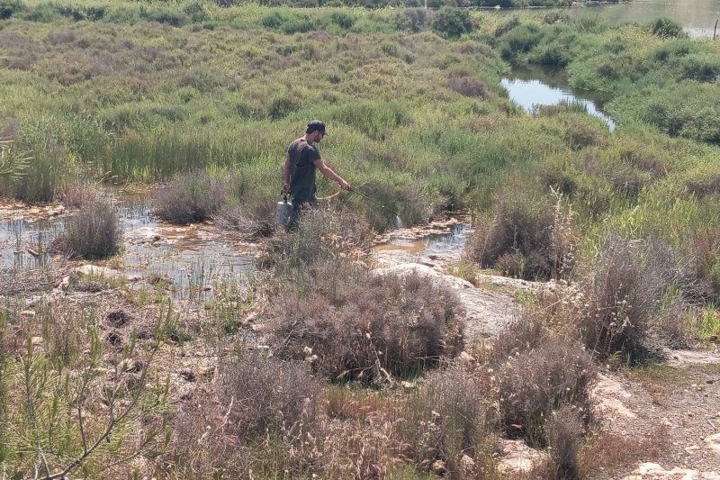 El Ayuntamiento de Calp pone en marcha un plan de fumigación para la prevención y erradicación de mosquitos El Ayuntamiento de Calp pone en marcha un plan de fumigación para la prevención y erradicación de mosquitos
