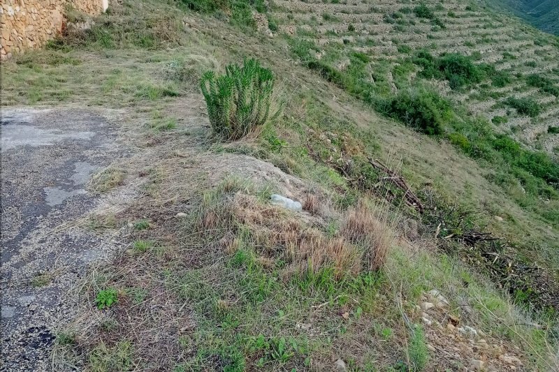 El presidente de la Junta Rectora del Montgó califica de “barbaridad” el cortafuegos de Les Rotes El presidente de la Junta Rectora del Montgó califica de “barbaridad” el cortafuegos de Les Rotes