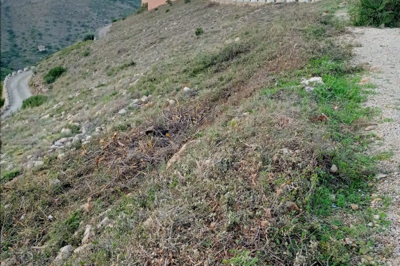 El presidente de la Junta Rectora del Montgó califica de “barbaridad” el cortafuegos de Les Rotes El presidente de la Junta Rectora del Montgó califica de “barbaridad” el cortafuegos de Les Rotes