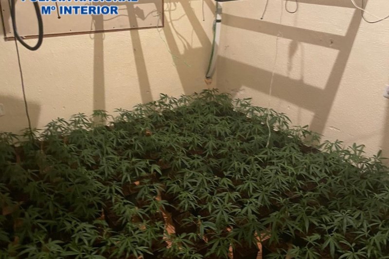 La Policía Nacional desmantela un cultivo de marihuana en una vivienda de Dénia La Policía Nacional desmantela un cultivo de marihuana en una vivienda de Dénia