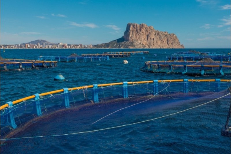 Calp cifra en 450 millones de euros las pérdidas por el impacto sobre el turismo de la ampliación de la piscifactoría Calp cifra en 450 millones de euros las pérdidas por el impacto sobre el turismo de la ampliación de la piscifactoría