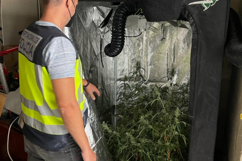 Golpe a las asociaciones cannábicas de Dénia en el último año con catorce detenidos de cinco agrupaciones Golpe a las asociaciones cannábicas de Dénia en el último año con catorce detenidos de cinco agrupaciones