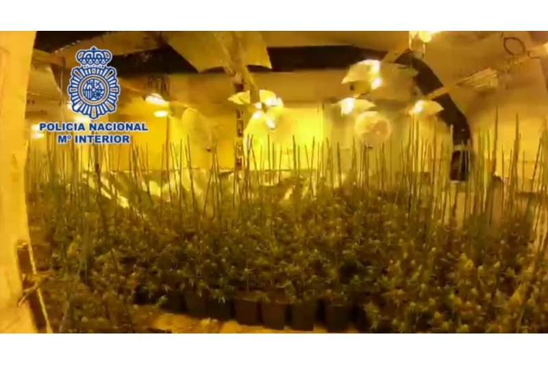 La Policía Nacional desmantela una plantación de marihuana en el Poble Nou de Benitatxell  La Policía Nacional desmantela una plantación de marihuana en el Poble Nou de Benitatxell