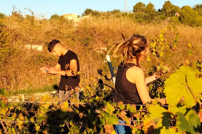 El ciclo formativo Olis d’Oliva i Vins de Teulada se pone a prueba en su primera Cata de Vinos El ciclo formativo Olis d’Oliva i Vins de Teulada se pone a prueba en su primera Cata de Vinos