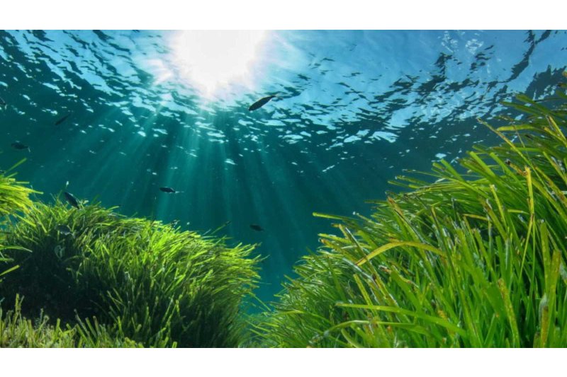 Avanza la propuesta de un plan integral de boyas en la Marina Alta dentro del nuevo decreto de la Posidonia Avanza la propuesta de un plan integral de boyas en la Marina Alta dentro del nuevo decreto de la Posidonia