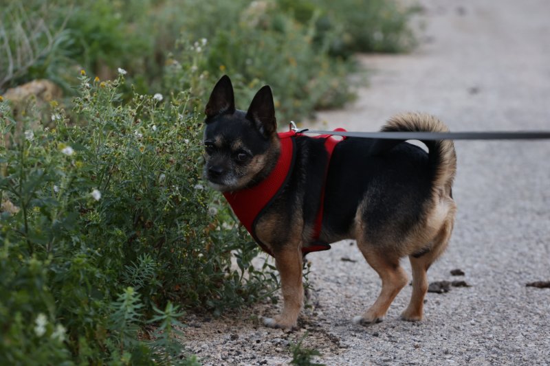 Ciudadanos Xàbia reclama avances en materia de bienestar animal  Ciudadanos Xàbia reclama avances en materia de bienestar animal