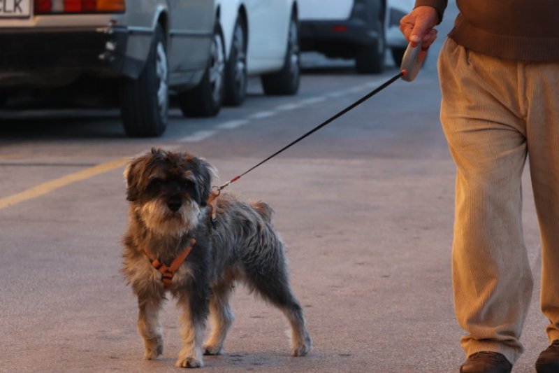Ciudadanos Xàbia reclama avances en materia de bienestar animal  Ciudadanos Xàbia reclama avances en materia de bienestar animal