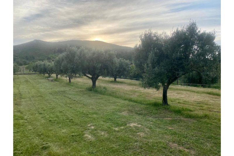 El mejor aceite valenciano de oliva virgen extra ecológico es de Pedreguer El mejor aceite valenciano de oliva virgen extra ecológico es de Pedreguer