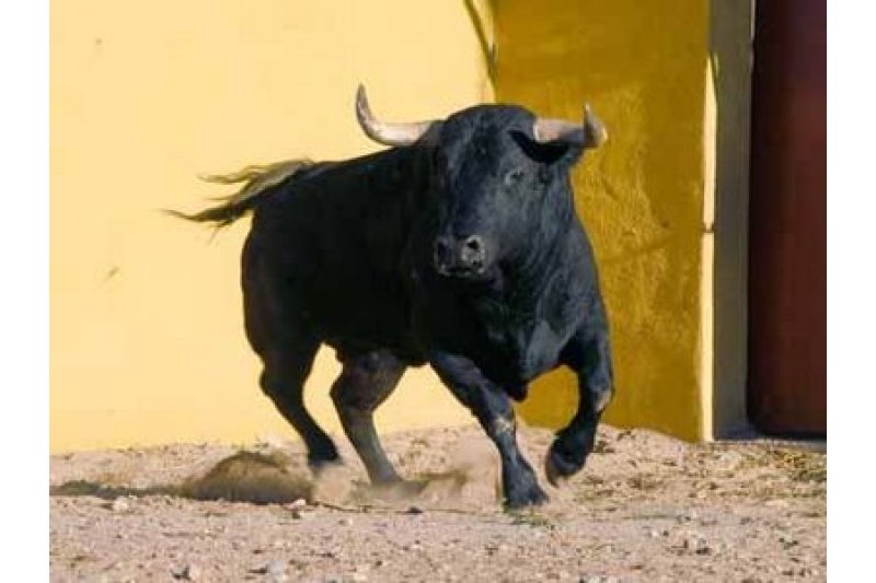 El debat generat al voltant dels bous obliga a traslladar la consulta a gener El debat generat al voltant dels bous obliga a traslladar la consulta a gener