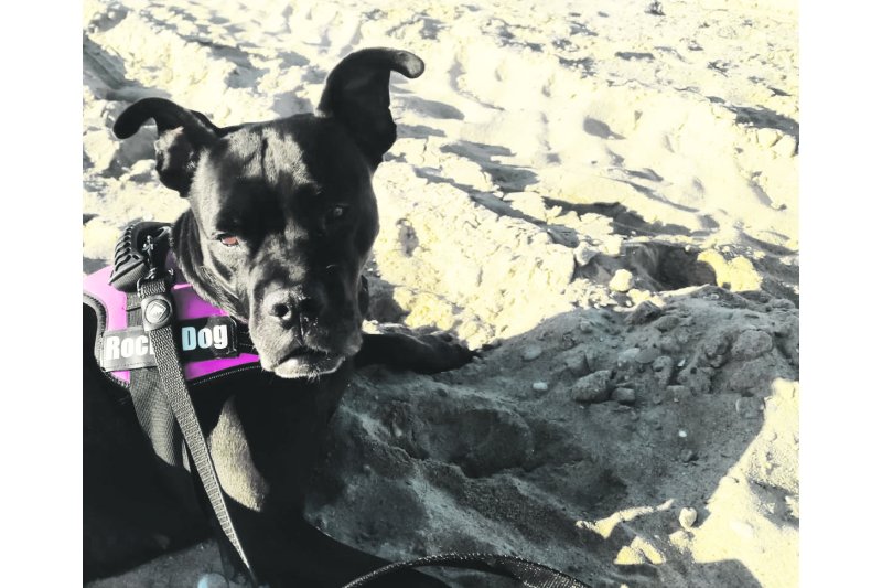 Buscan a una perra perdida frente al camping Los Llanos  Buscan a una perra perdida frente al camping Los Llanos