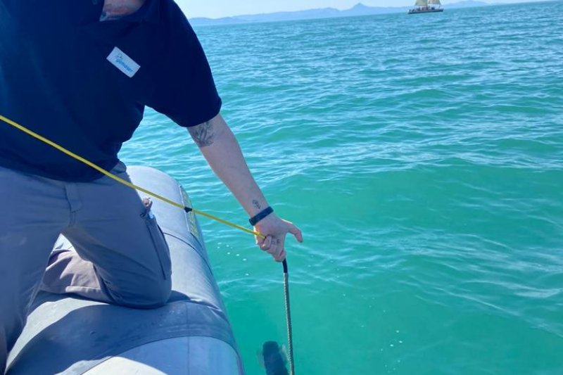 La Marina Alta tiene 7.000 hectáreas de praderas de Posidonia oceánica  La Marina Alta tiene 7.000 hectáreas de praderas de Posidonia oceánica