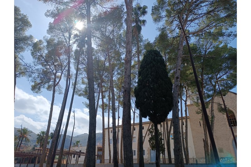 Pego aposta per la tècnica de la poda natural de cara a millorar els espais verds del municipi   Pego aposta per la tècnica de la poda natural de cara a millorar els espais verds del municipi