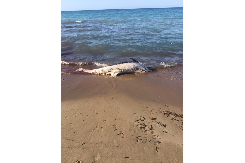 Llega a Els Molins un delfín muerto Llega a Els Molins un delfín muerto