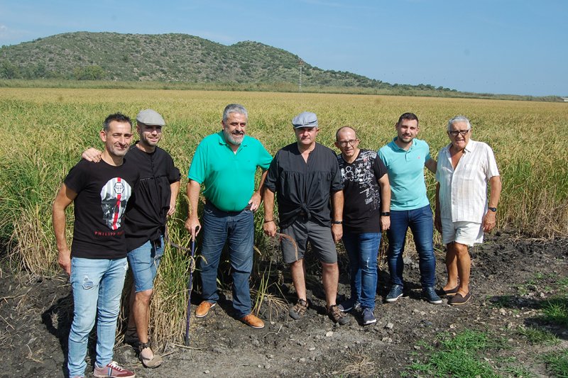 L’escenificació de la sega tradicional de l’arròs a Pego convida al turisme a compartir l’experiència de la feixuga tasca L’escenificació de la sega tradicional de l’arròs a Pego convida al turisme a compartir l’experiència de la feixuga tasca