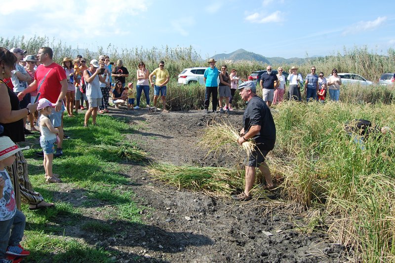L’escenificació de la sega tradicional de l’arròs a Pego convida al turisme a compartir l’experiència de la feixuga tasca L’escenificació de la sega tradicional de l’arròs a Pego convida al turisme a compartir l’experiència de la feixuga tasca