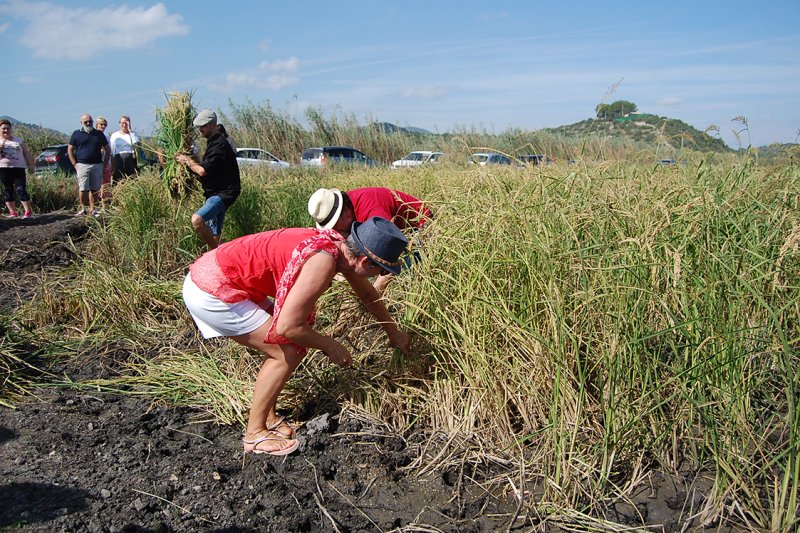 L’escenificació de la sega tradicional de l’arròs a Pego convida al turisme a compartir l’experiència de la feixuga tasca L’escenificació de la sega tradicional de l’arròs a Pego convida al turisme a compartir l’experiència de la feixuga tasca