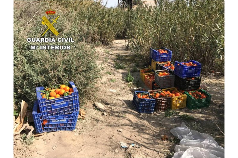 Detenido por robar más de mil kilos de naranjas de una finca de Pego  Detenido por robar más de mil kilos de naranjas de una finca de Pego