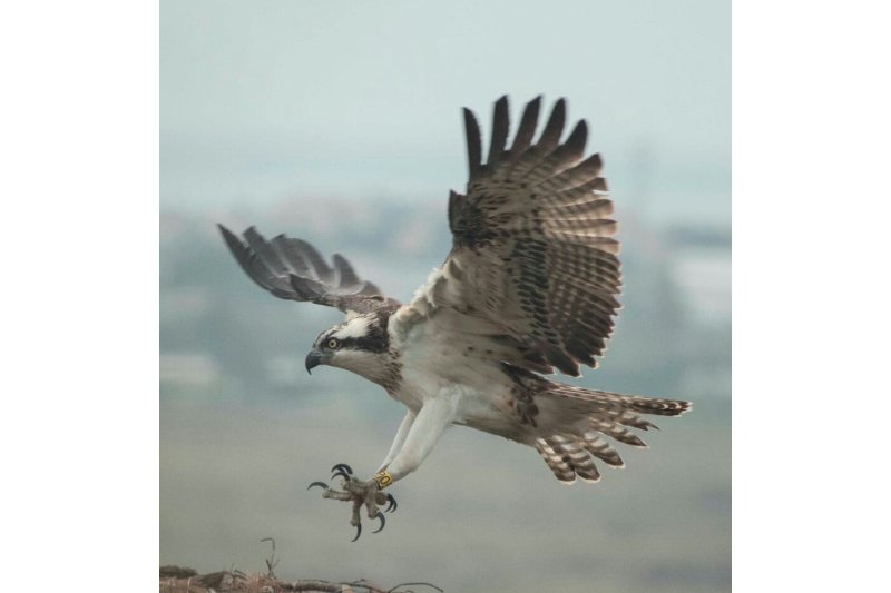 El águila pescadora regresa al Cap de Sant Antoni El águila pescadora regresa al Cap de Sant Antoni