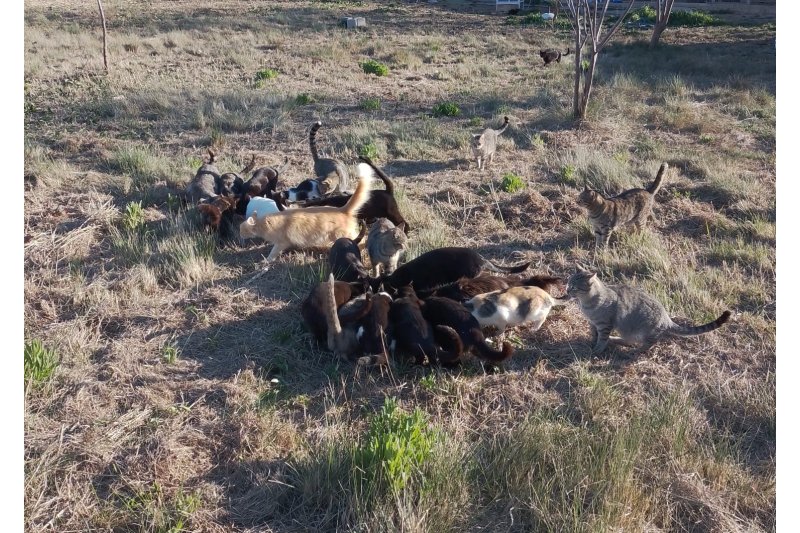 Pedreguer esterilitza el 62% dels quasi 300 gats registrats a les 26 colònies censades Pedreguer esterilitza el 62% dels quasi 300 gats registrats a les 26 colònies censades