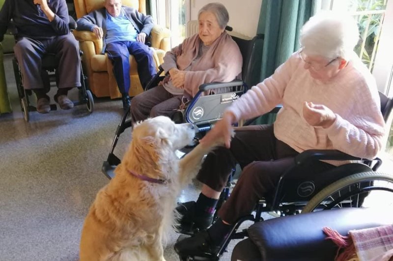 Terapias con perros, algo más que acompañamiento  Terapias con perros, algo más que acompañamiento