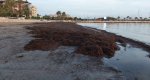 Las máquinas no paran de recoger algas en Dénia  Las máquinas no paran de recoger algas en Dénia